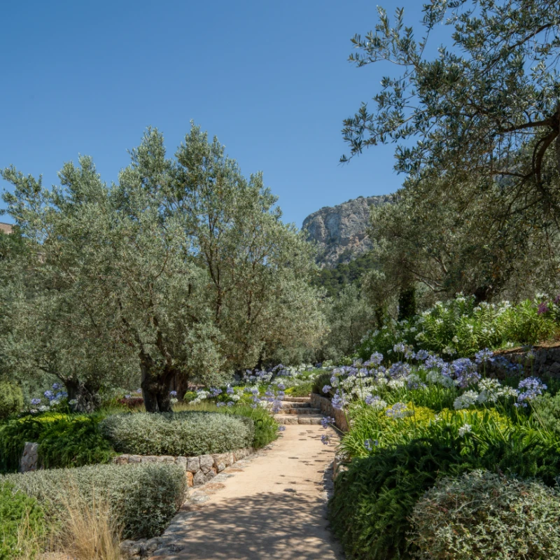 Walkway through trees