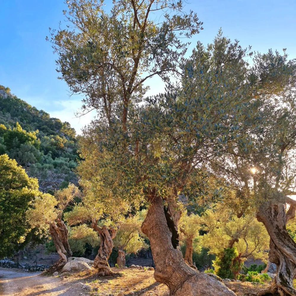 Alaró, Mallorca