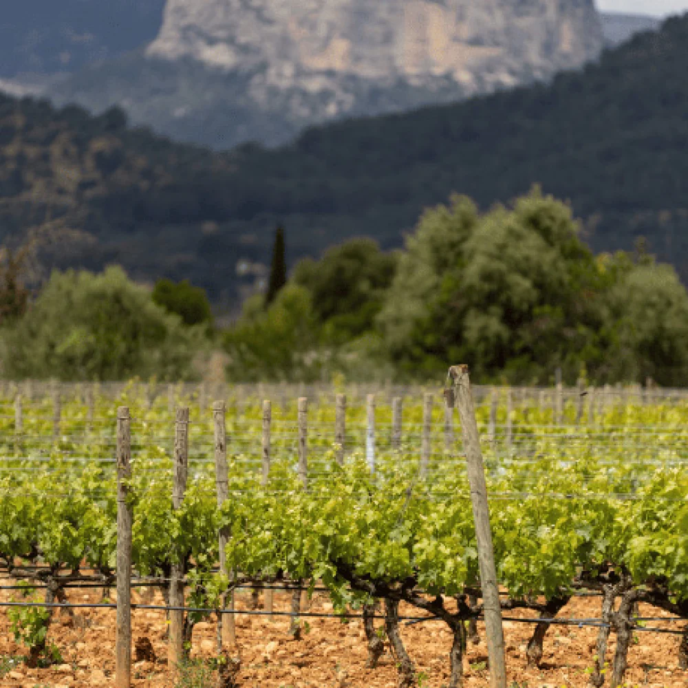 Binissalem, Mallorca