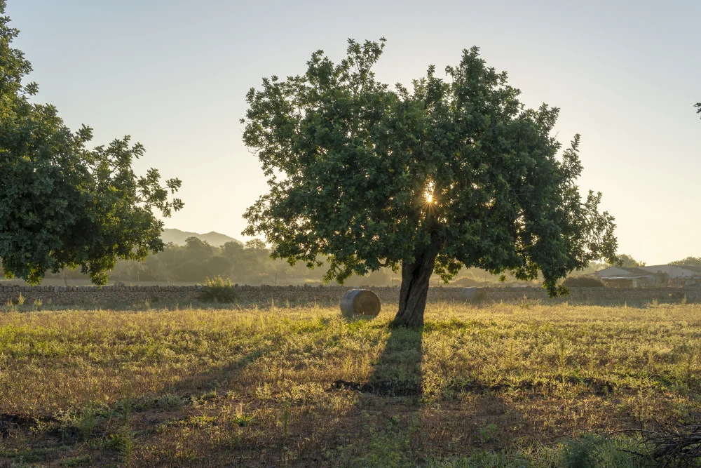 Porreres, Mallorca