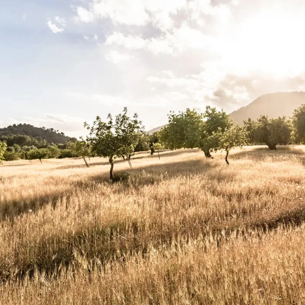 Pollensa, Mallorca