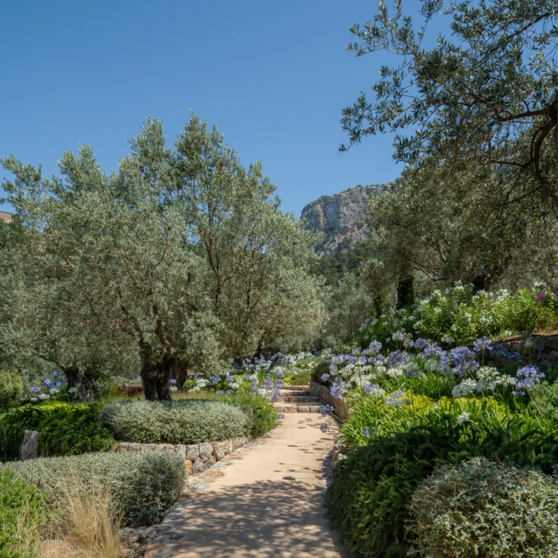 Pathway through trees