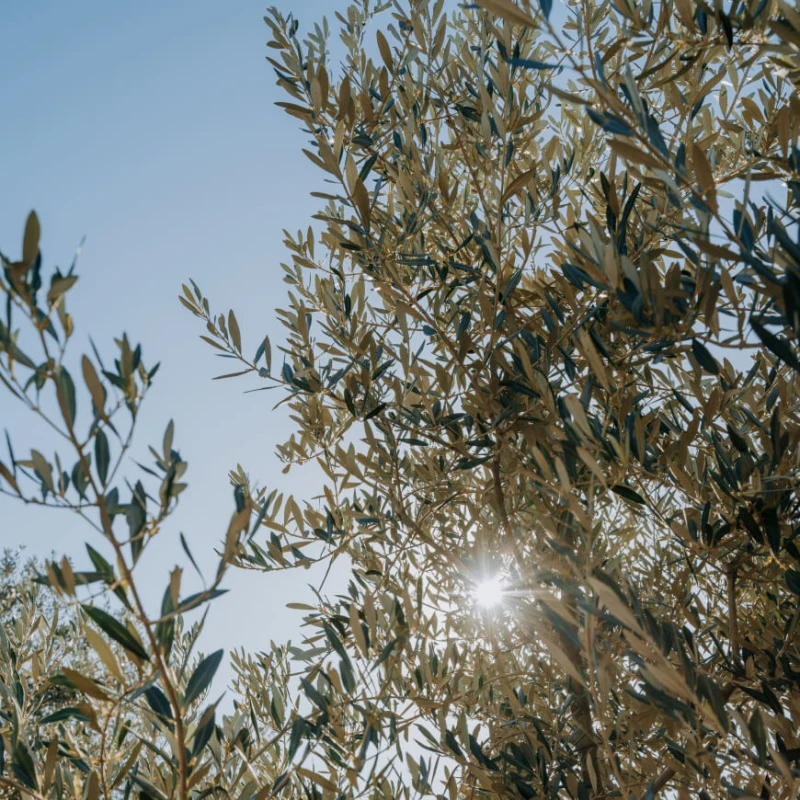 Shot of a tree
